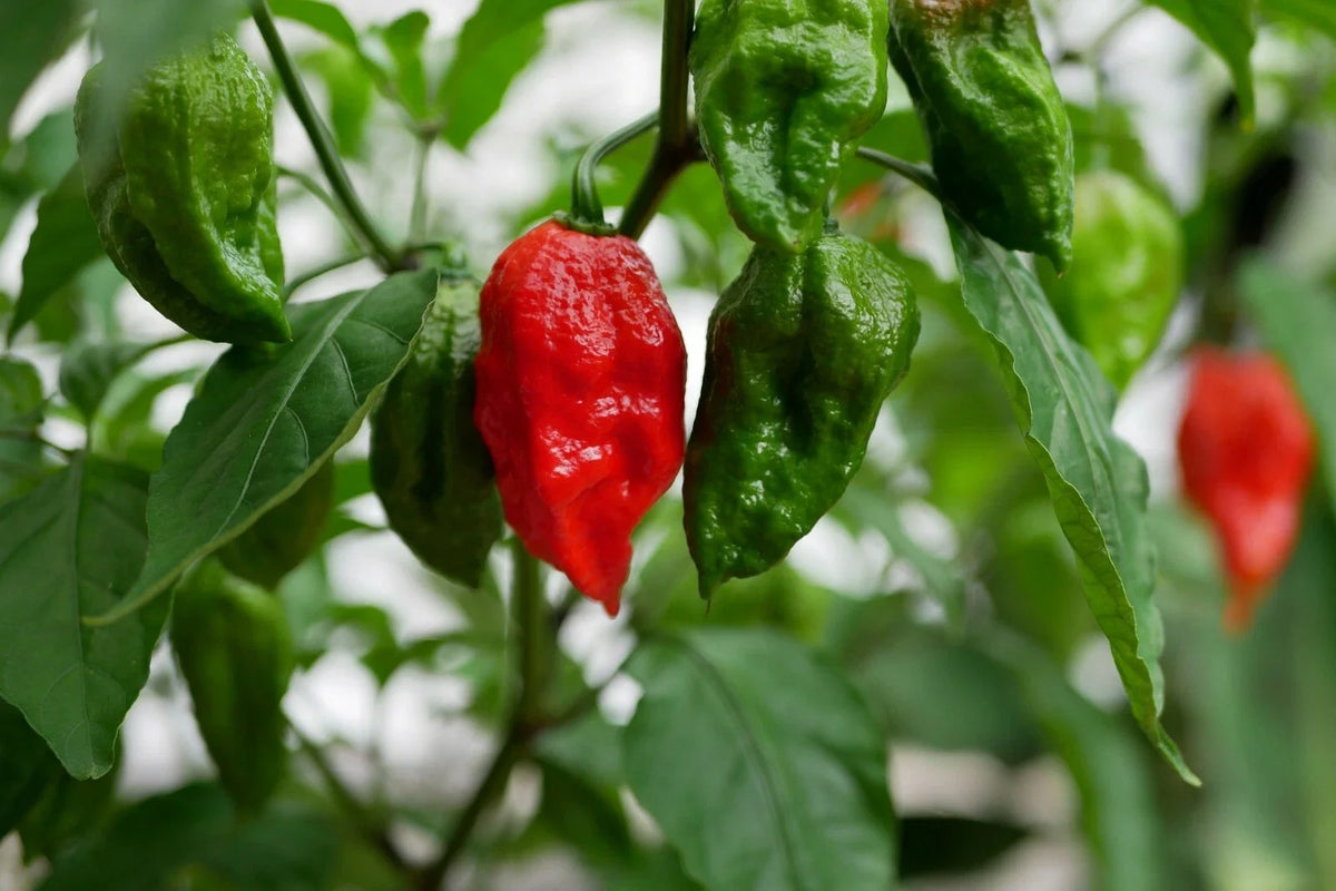 Ghost Pepper Seeds - 50+ Premium Bhut Jolokia Variety - 1 Million+ Scoville - Free US Shipping