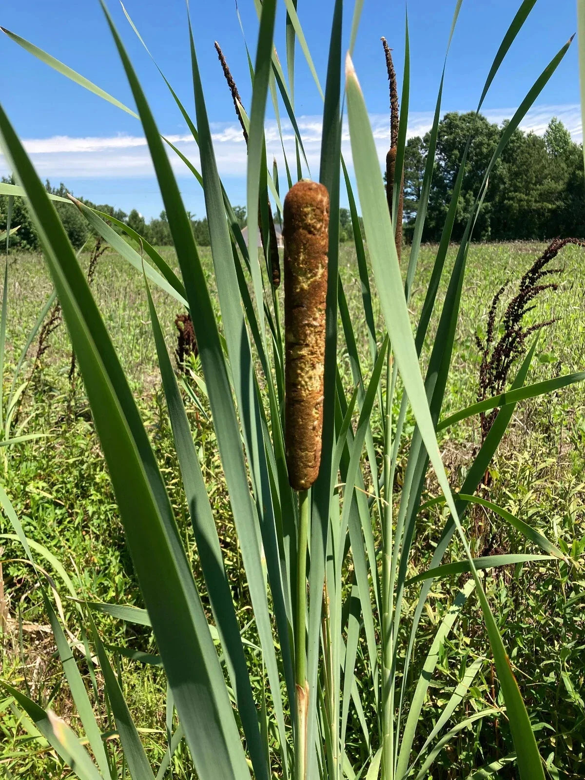 Cattail Plants - 6 Bareroot Live Plants - Typha Angustifolia - Aquatic Water Garden