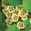 Orchid Cream Nasturtium Seeds - 50+ Count - Garden Planting - Tropaeolum majus