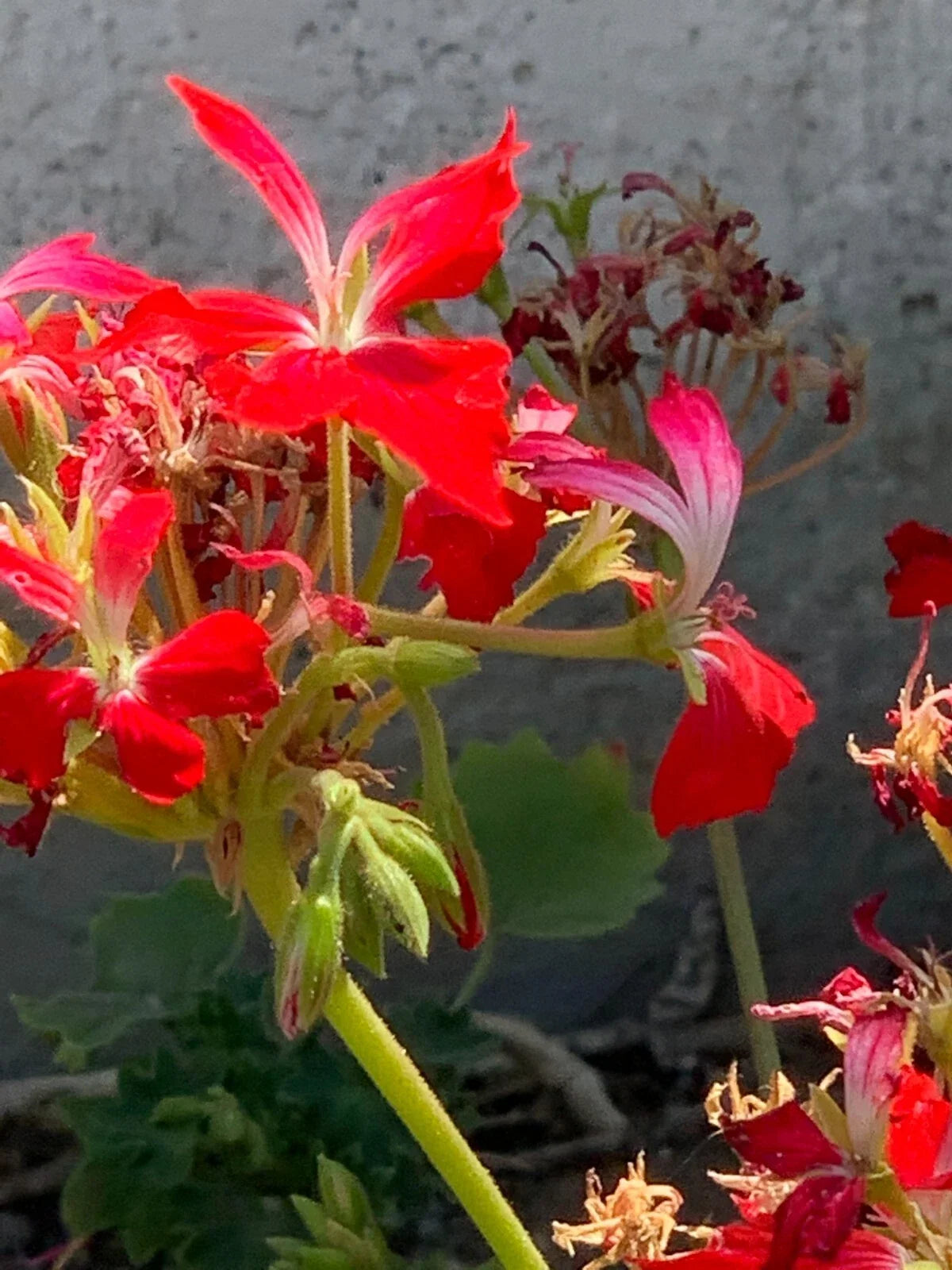 Live Geranium Cuttings - 6" Red Pelargonium 'Fireworks' - Unrooted Flower Plants - Indoor/Outdoor Decor