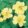 Nasturtium Seeds - Creamy Yellow Heirloom Flowers - Non-GMO - Tropaeolum majus