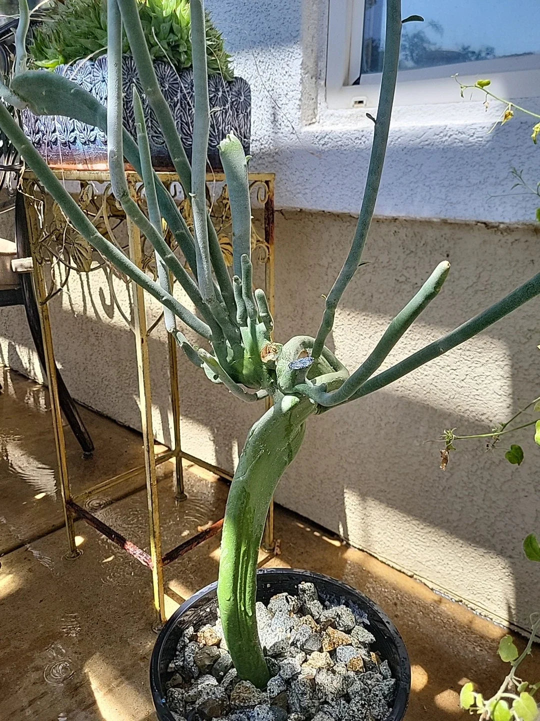 Euphorbia Tirucalli Monstrous Cactus Cutting | Fresh Succulent Plant | Unique Green Stem