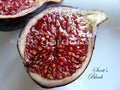 Scott's Black Fig Tree Cutting (1x) - Ficus carica - Ideal for Home Gardens or Container Planting
