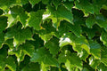 Boston Ivy 10 Seeds - Parthenocissus tricuspidata - Fast-Growing Climbing Plant - Free Shipping Available