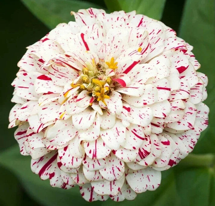 Peppermint Stick Zinnia Flower Seeds 100+ Annual Garden Red White Zinnia elegans
