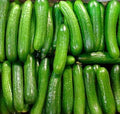 Persian Beit Alpha Cucumber Seeds - 40+ Heirloom Non-GMO, US Grown, Lebanese Variety, Cucumis sativus