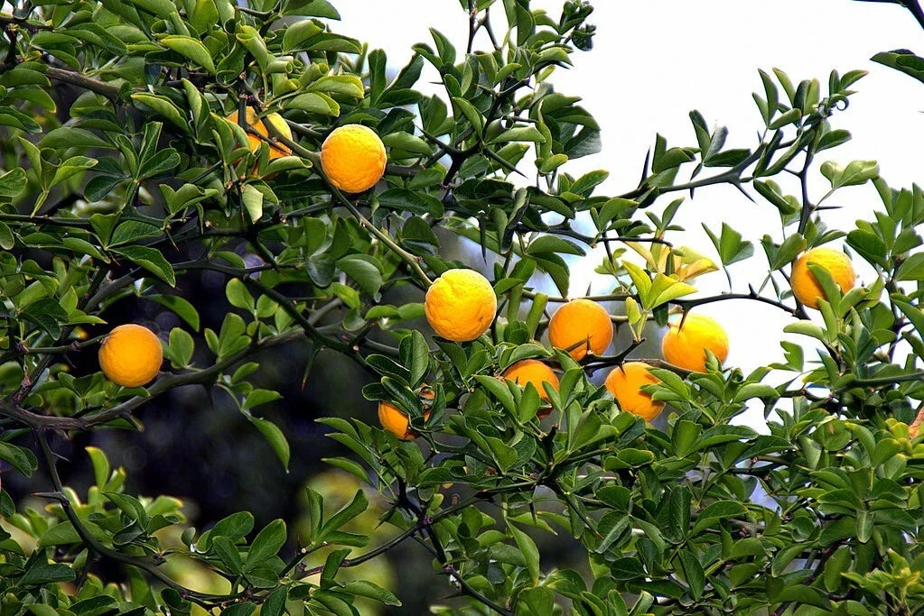 Hardy Orange Seeds - Trifoliate Orange, Poncirus trifoliata - 10 Seeds for Planting