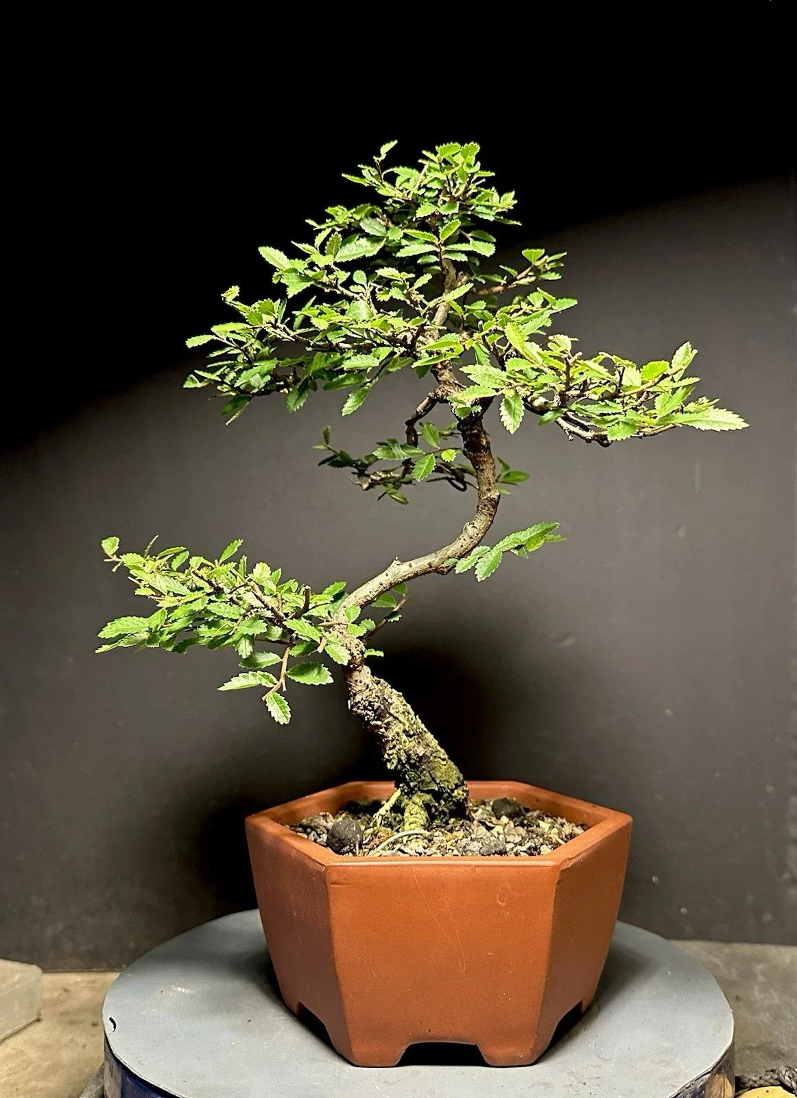 Bonsai Tree Cork Bark Chinese Elm 13” Quality Pot, Ulmus parvifolia, Root Cutting Plant