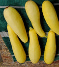 Prolific Straightneck Summer Squash Seeds - Yellow Zucchini Bush Squash - 20+ Seeds - Cucurbita pepo