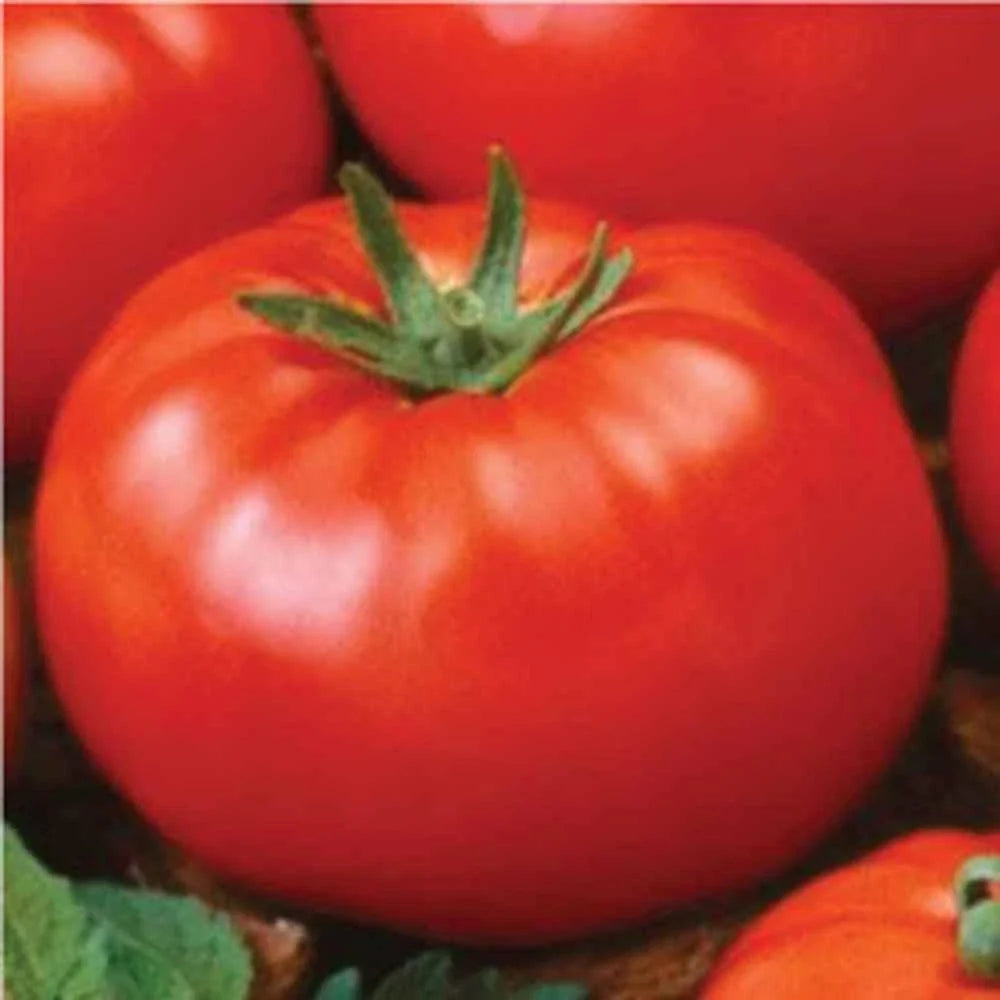 Ace 55 Tomato Seeds, Heirloom, 100 Non-GMO Seeds, Solanum lycopersicum