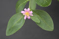 Rare Tuberous Root Succulent Plant - Pereskia weberiana - Cactus with Caudex - 4" Pot