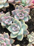 Echeveria Ghost Plant Cuttings - Pink Succulent "Mother of Pearl" - Rare Succulent Variety - Perfect for Propagation