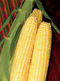Sweet Corn Seed - Late Illini Extra Sweet - Zea mays - Fresh Seed - Non-GMO, Heirloom, Garden Planting