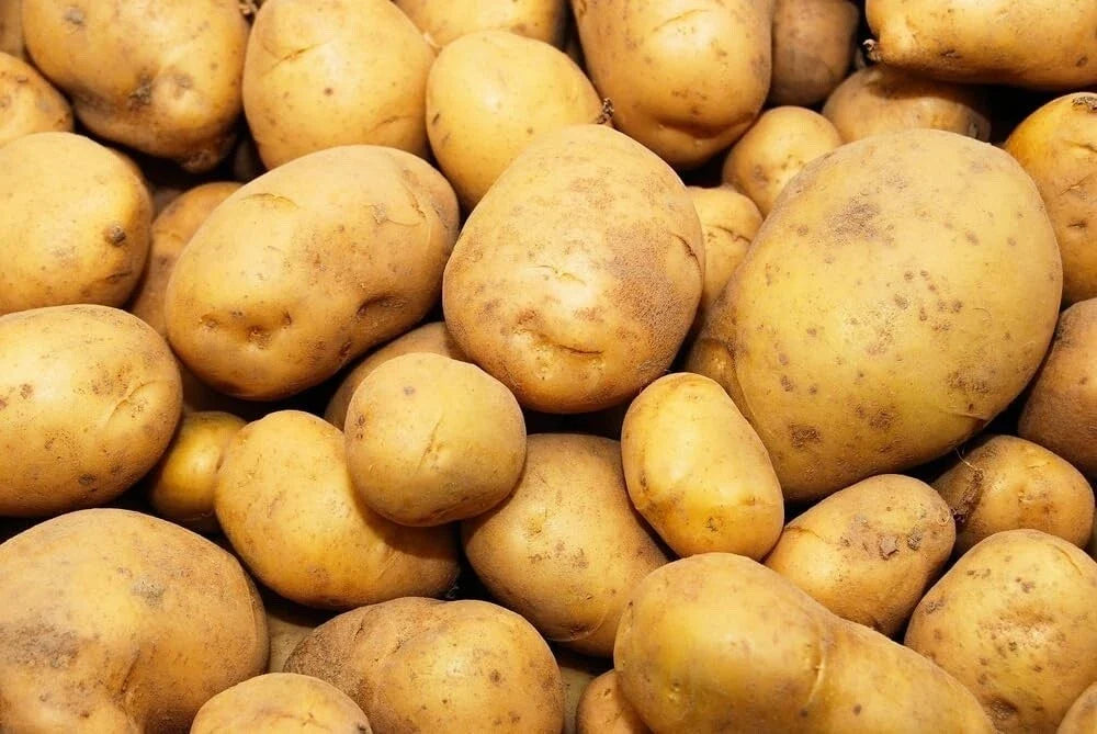 Kennebec Seed Potatoes for Planting - 1 lb - High-Yielding Heirloom Variety (Solanum tuberosum)