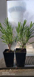 Lavender Grosso Live Plants, 3" Pots, Aromatic Herb, Well Rooted, Spa Plants, Lavandula angustifolia