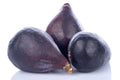 LSU Gold Fig Seeds - 100+ Count - Premium Garden Seeds - Ficus carica - USA