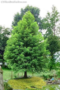 Bald Cypress Seeds for Planting | 10 Seeds | Exotic Evergreen Tree | Taxodium distichum