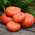 Cinderella Pumpkin Seeds 30 Count - Heirloom Organic NON-GMO - Cucurbita pepo