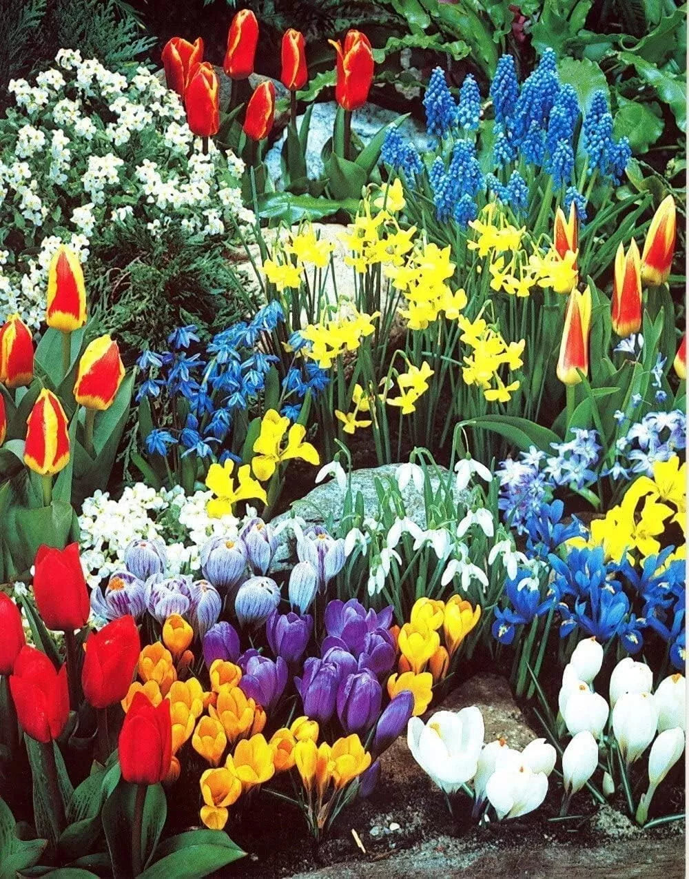 Spring Flower Garden Kit - Fall Bulbs for Planting - 50 Bulbs - Colorful Varieties - Perfect for Seasonal Blooms