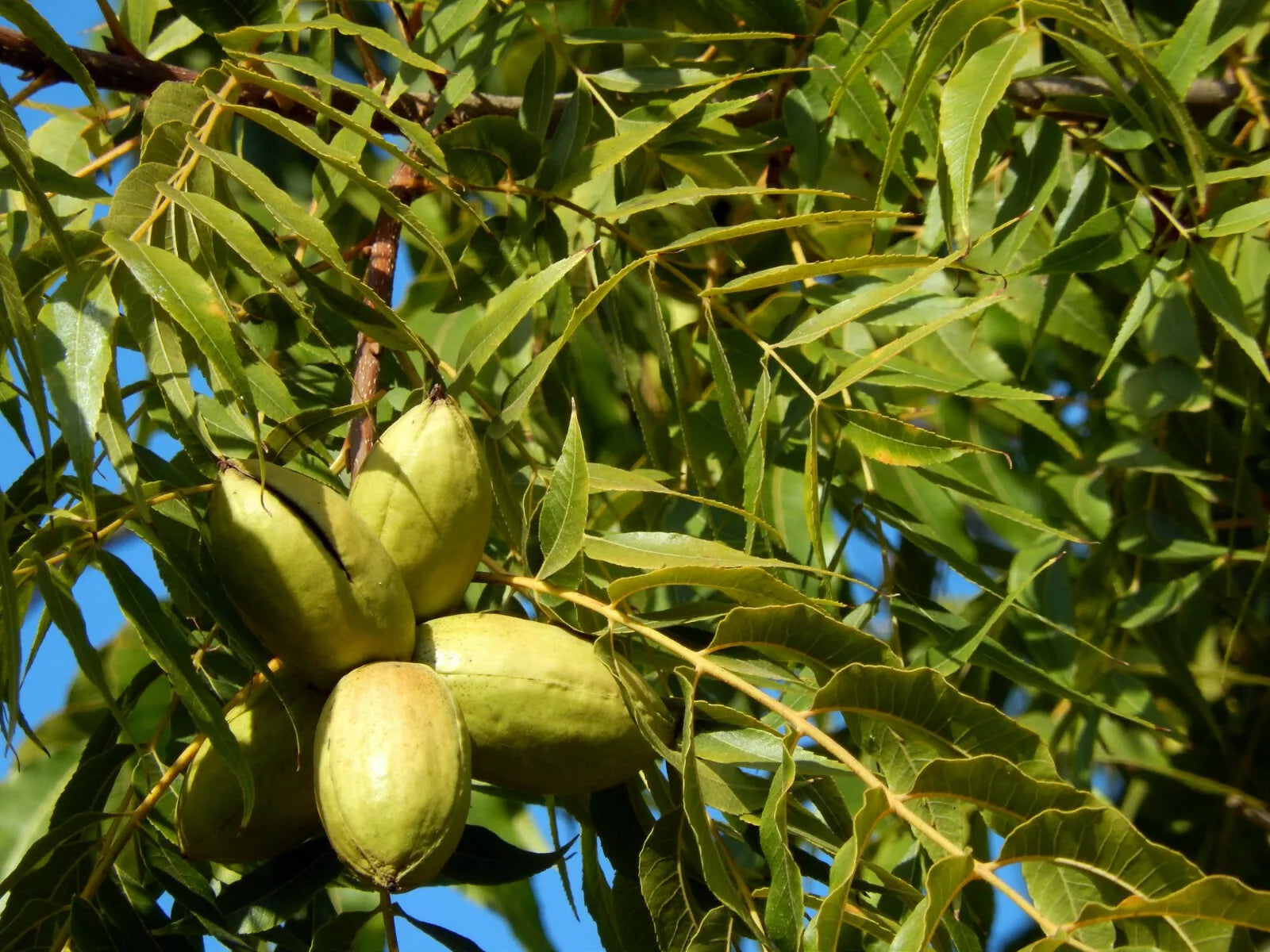 Pecan Tree Live Plant 18+ Inches Bare Root Set of 2 - Carya illinoinensis