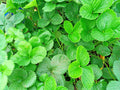Strawberry Runner Live Plant 1 Gallon Pot Fast Spreading Fragaria × ananassa