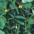 Marketmore 76 Cucumber Seeds, Non-GMO, Heirloom Variety, Organic Cucumis sativus, Multiple Sizes Available