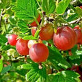 Pixwell Gooseberry Plant 2-Year-Old Ribes uva-crispa Light Green to Pink Berries, Tart Flavor, 4-6' Tall, Zones 3-8