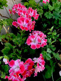 Geranium Live Plant 12" Tall Reddish Pink and Maroon Perennial in 3" Pot (Pelargonium)