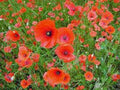Shirley Poppy Seeds 1000 Count, Bright Red Flower, Long Lasting Blooms, Papaver rhoeas