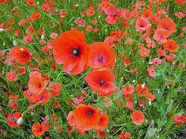 Shirley Poppy Seeds 1000 Count, Bright Red Flower, Long Lasting Blooms, Papaver rhoeas