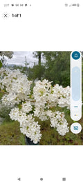 Bare Root Lilac Bushes 15" White - Syringa vulgaris, Includes Planting Instructions