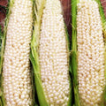 Country Gentleman Sweet Corn Seeds - White Shoepeg Variety for 2025 Planting - Zea mays