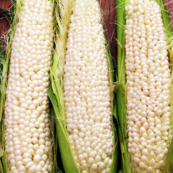 Country Gentleman Sweet Corn Seeds - White Shoepeg Variety for 2025 Planting - Zea mays