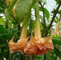 Angel Trumpet Seeds - 10 Honeymoon Rose Variety - Brugmansia Datura 624 - Flower Seeds for Garden Planting