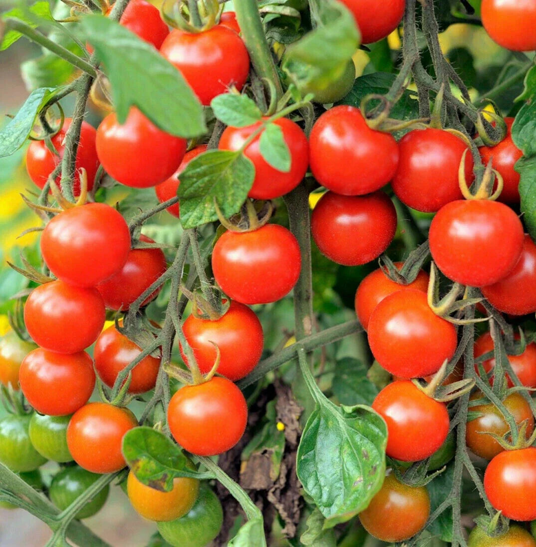Large Red Cherry Tomato Seeds | Heirloom Ground Plum Grape Tomato Seeds | 2025 Variety, Organic Gardening