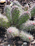 Spiny Cat's Paw Cactus Cuttings - 2 Live Cuttings - Unique Succulent - Opuntia microdasys
