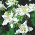 Columbine Seeds - Crystal Star Variety - Non-GMO - Aquilegia caerulea - Flower Seeds for Garden
