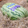 Carolina Cross Watermelon 50 Seeds | Heirloom Non-GMO Variety | 1046