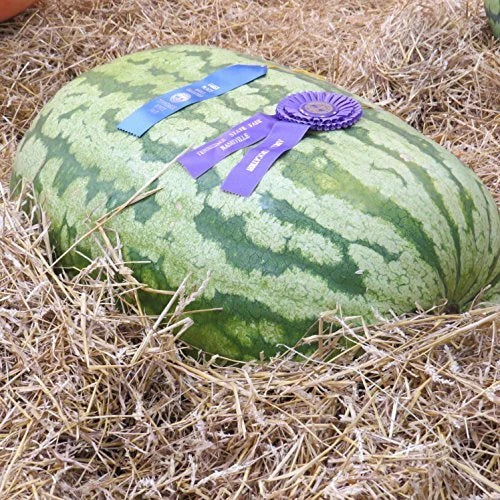 Carolina Cross Watermelon 50 Seeds | Heirloom Non-GMO Variety | 1046