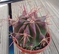 Red Spine Barrel Cactus - Ferocactus pilosus 'Stainesii' - Desert Plant - Succulent - Drought Tolerant Cactus
