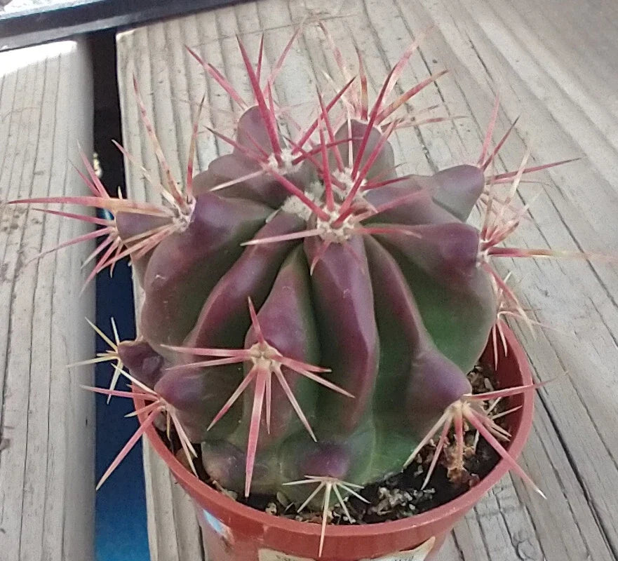 Red Spine Barrel Cactus - Ferocactus pilosus 'Stainesii' - Desert Plant - Succulent - Drought Tolerant Cactus