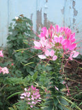 Light Pink Spider Seeds - 100 Count - Clome Spinosa Perennial - US Seller - Ideal for Bee Gardens