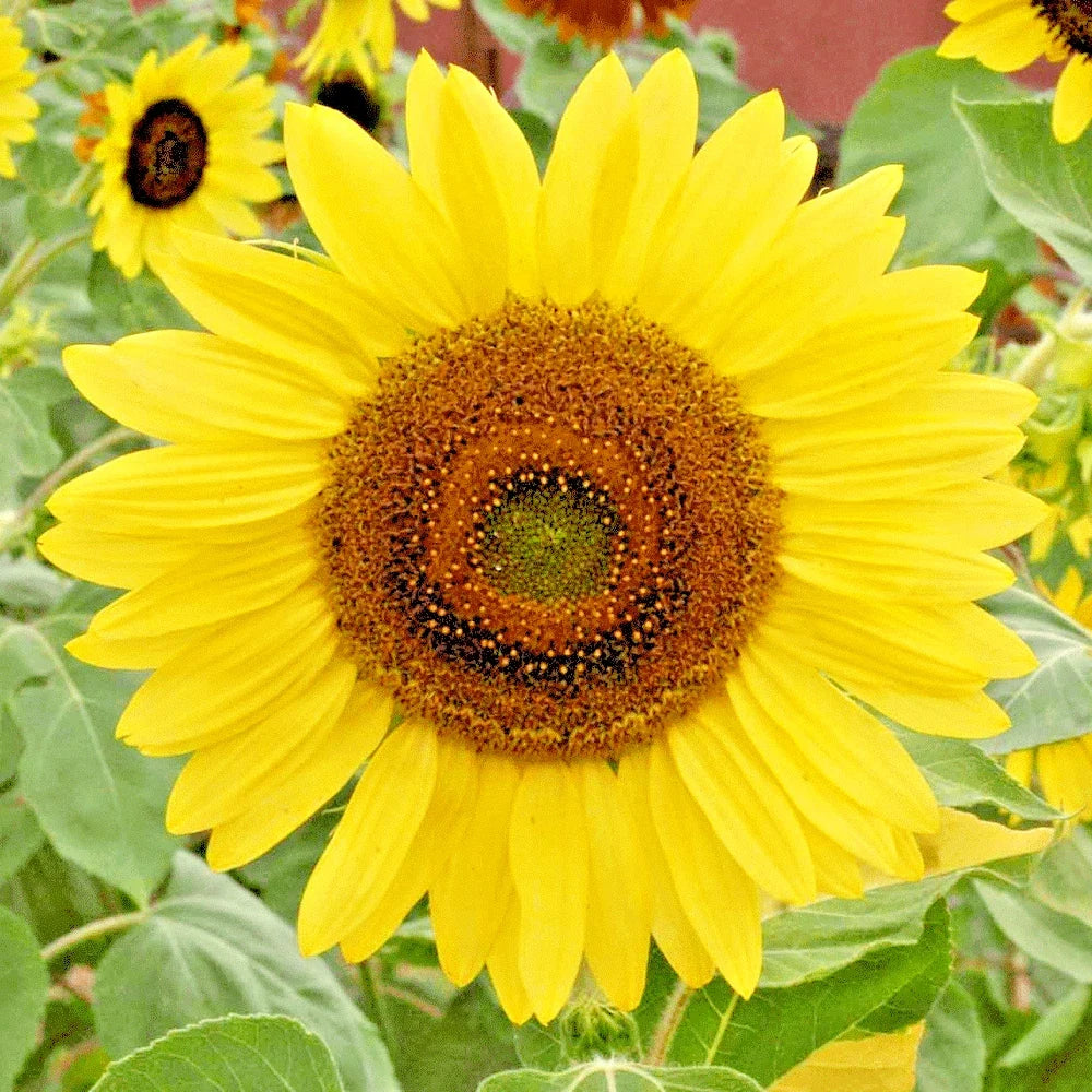 Lemon Queen Sunflower Seeds - 51+ Native Wildflower Branching Summer Flower - Helianthus annuus