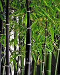 Black Bamboo 300 Seeds - Rare Jumbo - Exotic Fast Growing Plants - Phyllostachys nigra