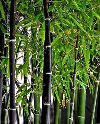 Black Bamboo 300 Seeds - Rare Jumbo - Exotic Fast Growing Plants - Phyllostachys nigra