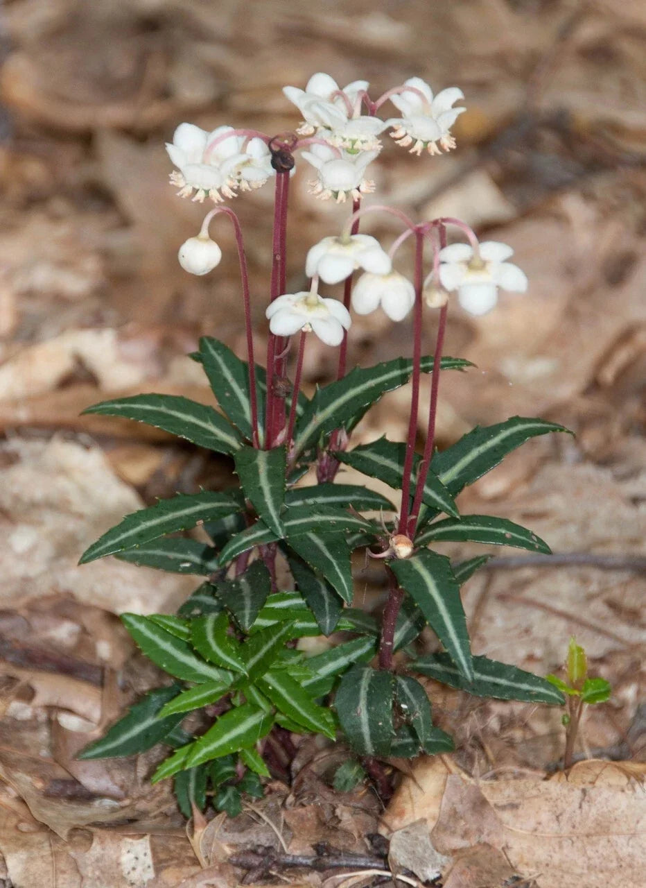 Spotted Wintergreen Bare Root Live Plant - Chimaphila Maculata - Perennial Outdoor Garden Plant