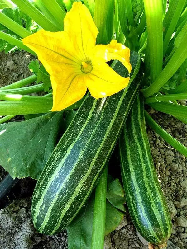 Cocozelle Zucchini Seeds 50g Non-GMO Summer Squash Cocozella di Napoli Organic Gardening
