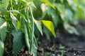 Jade Bush Green Bean Seeds - Stringless Non-GMO Variety - Phaseolus vulgaris - Ships Free