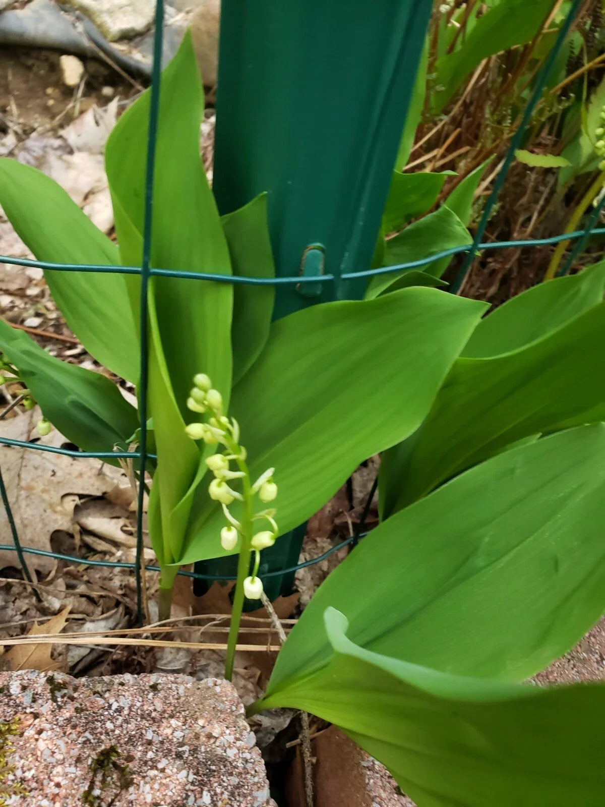 Lilly of the Valley Live Plants - 5 Bare Root Plants - Convallaria majalis - Freshly Dug, Ships USPS First Class