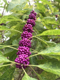 Beauty Berry Bush Live Plant Cuttings - No Roots for Propagation - Callicarpa americana - Gardening Supplies